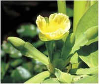 Limnocharis flava