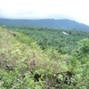 Samples of flora in Ghana