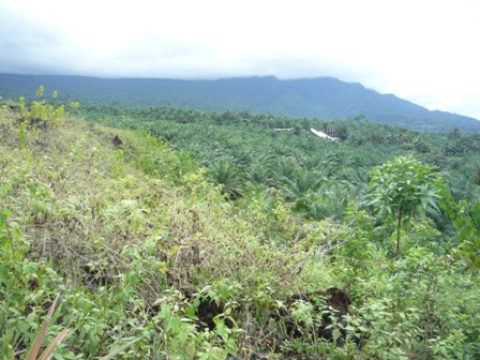 Samples of flora in Ghana