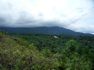 Samples of flora in Ghana