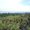 Samples of flora in Ghana