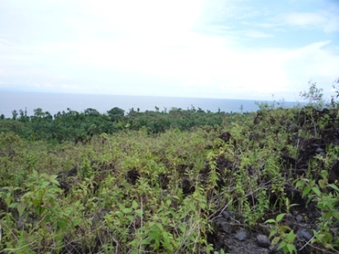 Samples of flora in Ghana