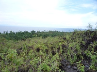 Samples of flora in Ghana