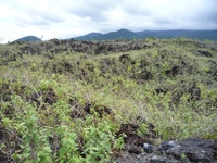 Samples of flora in Ghana