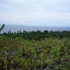 Samples of flora in Ghana