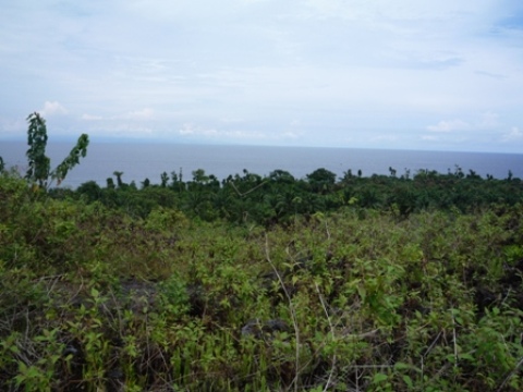 Samples of flora in Ghana