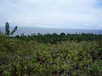 Samples of flora in Ghana