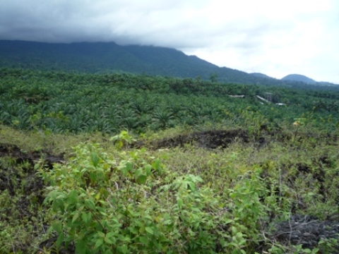 Samples of flora in Ghana
