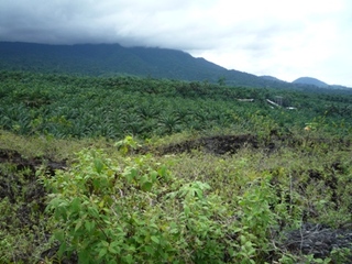 Samples of flora in Ghana