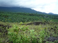 Samples of flora in Ghana