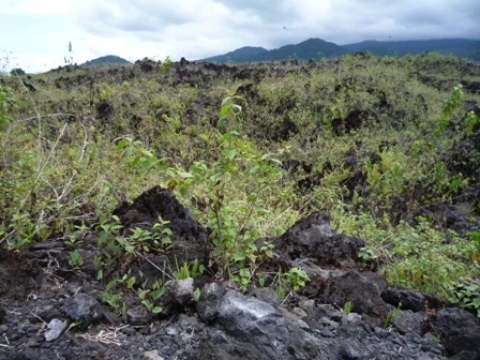 Samples of flora in Ghana