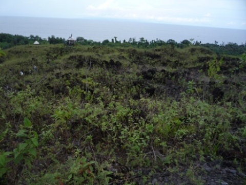 Samples of flora in Ghana