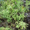 Samples of flora in Ghana