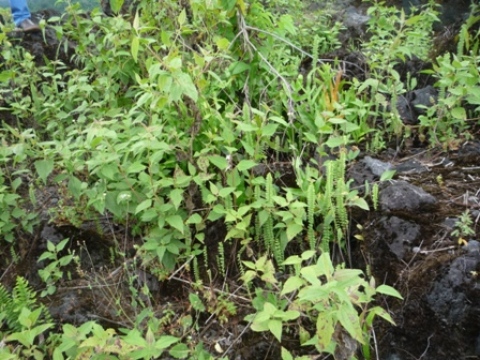 Samples of flora in Ghana