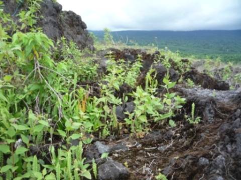 Samples of flora in Ghana