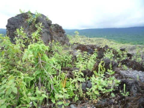 Samples of flora in Ghana