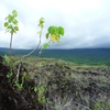 Samples of flora in Ghana