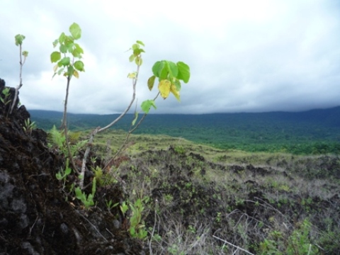 Samples of flora in Ghana
