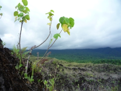Samples of flora in Ghana