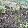 Samples of flora in Ghana