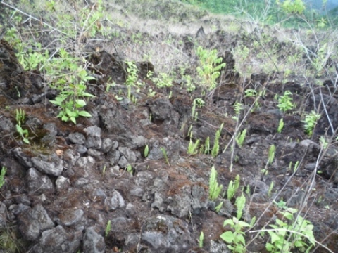 Samples of flora in Ghana
