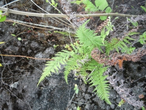 Samples of flora in Ghana