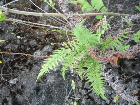 Samples of flora in Ghana