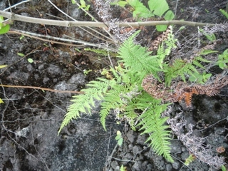 Samples of flora in Ghana