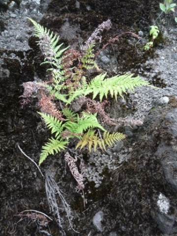 Samples of flora in Ghana