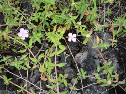 Samples of flora in Ghana