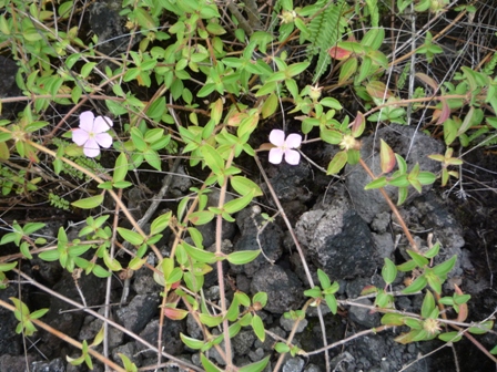 Samples of flora in Ghana
