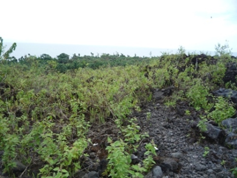 Samples of flora in Ghana