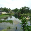 Samples of flora in Ghana