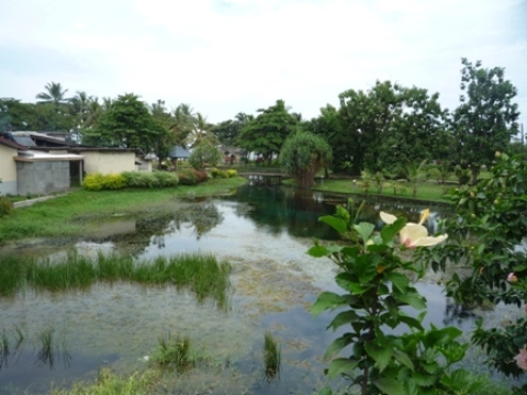 Samples of flora in Ghana