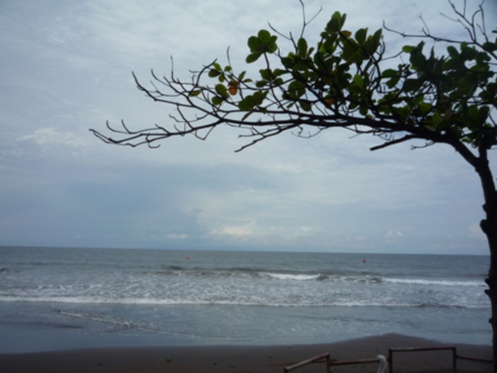 Samples of flora in Ghana