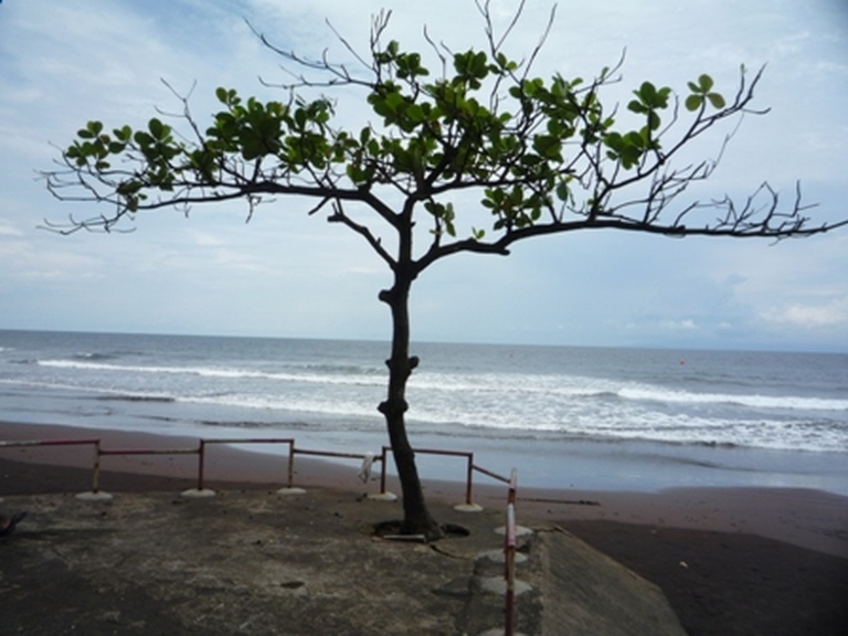 Samples of flora in Ghana