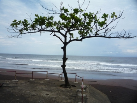 Samples of flora in Ghana