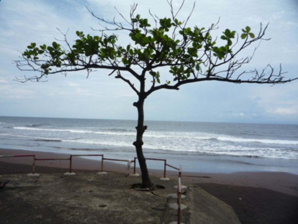 Samples of flora in Ghana