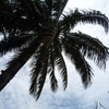 Samples of flora in Ghana