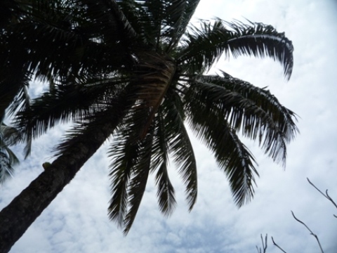 Samples of flora in Ghana