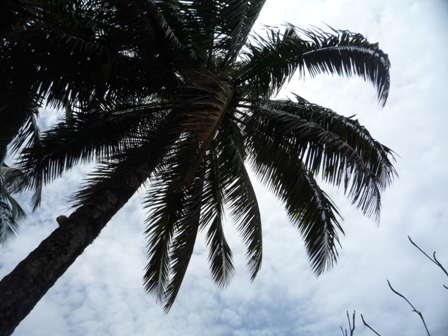 Samples of flora in Ghana