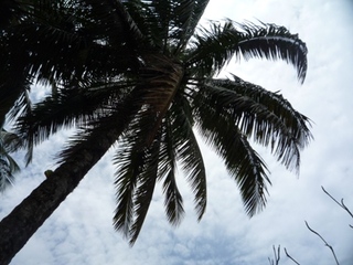 Samples of flora in Ghana