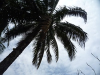 Samples of flora in Ghana