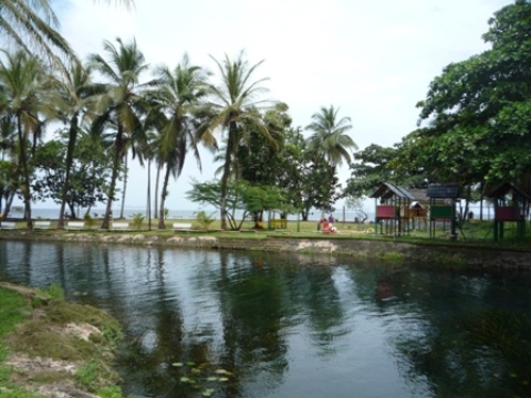 Samples of flora in Ghana