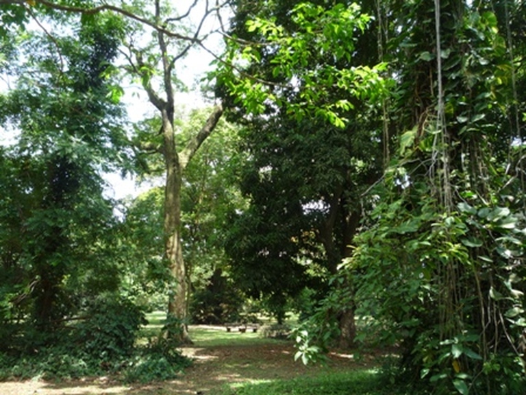 Samples of flora in Ghana