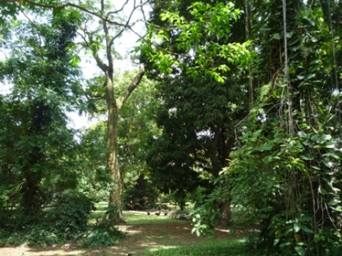Samples of flora in Ghana
