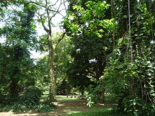 Samples of flora in Ghana