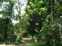 Samples of flora in Ghana