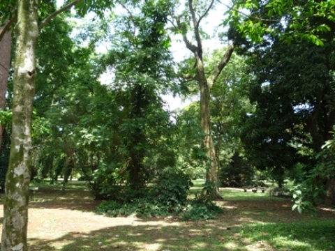 Samples of flora in Ghana