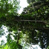 Samples of flora in Ghana